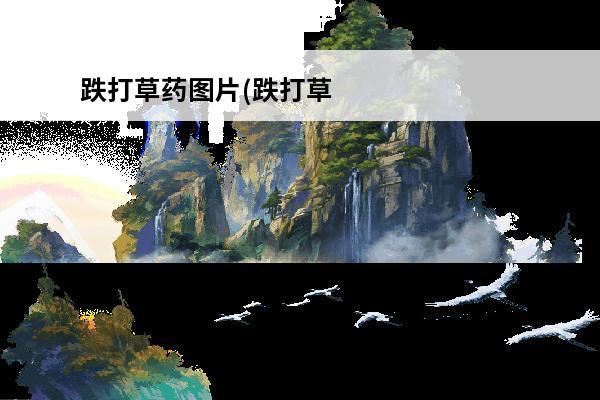 跌打草药图片(跌打草