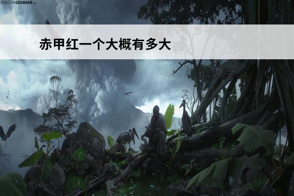赤甲红一个大概有多大